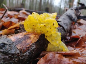 Pilze im Naturpark Westensee: Artenkenntnis - Biologie - Ökologie